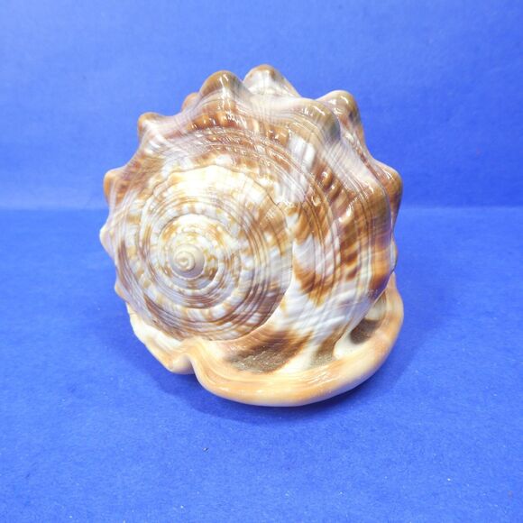 Cassis Cypraecassis Rufa African Bullmouth Helmet Conch Shell Seashell 4" 269g - Picture 2 of 11